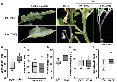 Identification of Quantitative Trait Loci Controlling the Development of <mark class="highlighted">Prickle</mark>s in Eggplant by Genome Re-sequencing Analysis